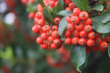 Close-up of Pyracantha or Firethorn hedge with red berries on branches in the garden on autumn...