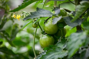 普段は町のスーパーでもなかなか見られない青い状態のトマト
