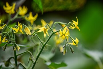 タップリと水分を含んでやがて美味しいキュウリの実がつきます