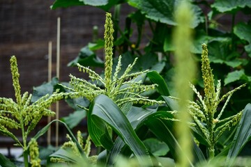 トウモロコシの雄花は茎の先端に生えて、雌花は穂になってヒゲのようになります