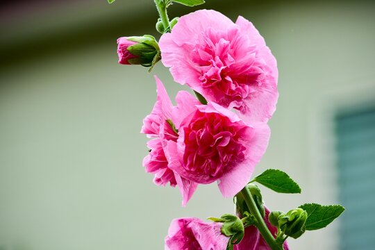 コケコッコ花 の画像 36 件の Stock 写真 ベクターおよびビデオ Adobe Stock