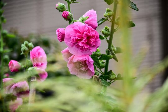 コケコッコ花 の画像 37 件の Stock 写真 ベクターおよびビデオ Adobe Stock コケコッコ花 の画像 37 件の Stock 写真 ベクターおよびビデオ Adobe Stock