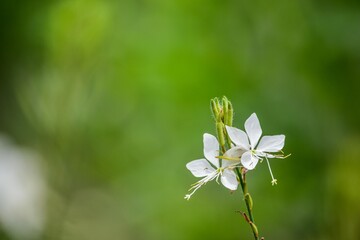 ハクチョウソウの名の通り、ハクチョウが羽を広げた時のようで小さいけれど美しいガウラ