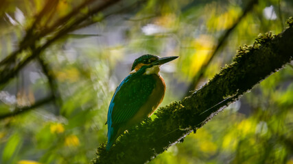 eisvogel, bird, tier, natur, wild lebende tiere, nachplappern, bunt, ast