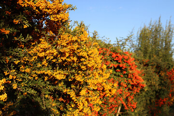 Pyracantha or Firethorn hedge with yellow and red berries on branches in the garden on autumn season