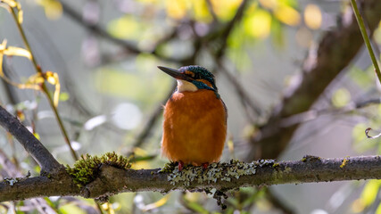 eisvogel, bird, tier, natur, wild lebende tiere, nachplappern, bunt, ast