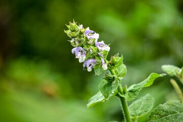 鉢植えやプランターで育てるサルビア・プラテンシスはロゼット状で上へと伸びていく花姿に魅力を感じます