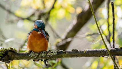 eisvogel, bird, tier, natur, wild lebende tiere, nachplappern, bunt, ast