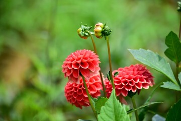 子供の頃に「ポンポンダリア」なんて呼んだことはありませんか？