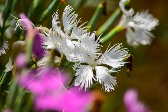 大和撫子 Photos Royalty Free Images Graphics Vectors Videos Adobe Stock