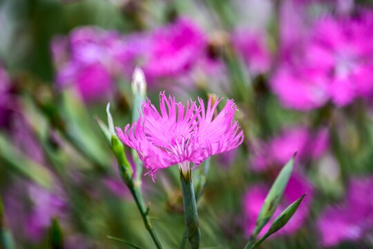 大和撫子 Photos Royalty Free Images Graphics Vectors Videos Adobe Stock