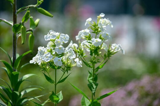 花魁草 Images Browse 30 Stock Photos Vectors And Video Adobe Stock