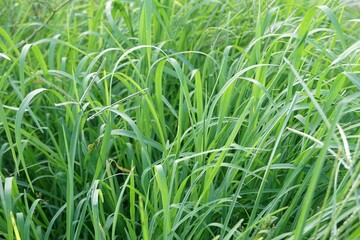 Fresh green grass in nature garden