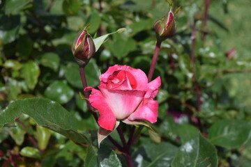 pink rose in garden