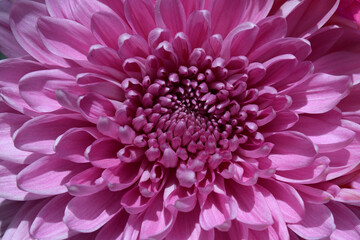 blooming chrysanthemum as a beautiful floral background