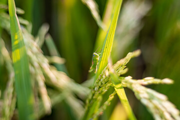 Closeup Cricket or Grasshopper on rice crop in the field