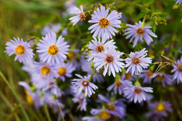 Autumn lilac daisies in the field
