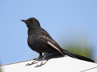 Black Bush Robin resting on a pergola.