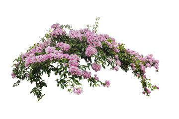 Large bush flowering  of purple flowers landscape plant isolated on white background and clipping path included.