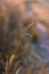 Closeup of Rice crops ready for harvest in the field