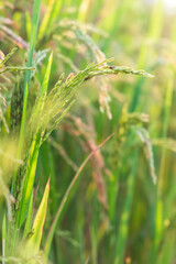 Closeup of Rice crops ready for harvest in the field