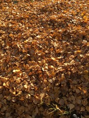 autumn leaves on the ground