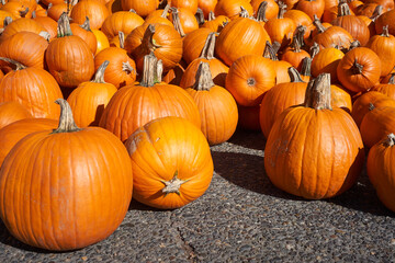 Fresh organic pumpkins for sale at market.