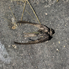The unfortunate death of a flying bird: swallow. The corpse after death a week later.