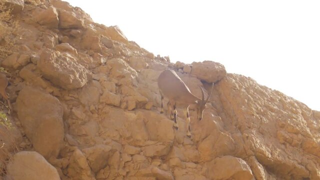 Nubian ibex female on rocky hiil
Desert spring, Dead Sea, Israel, October 2020
