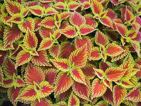 キンランジソ Images Browse 55 Stock Photos Vectors And Video Adobe Stock