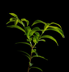Tree branches on a carrier background
