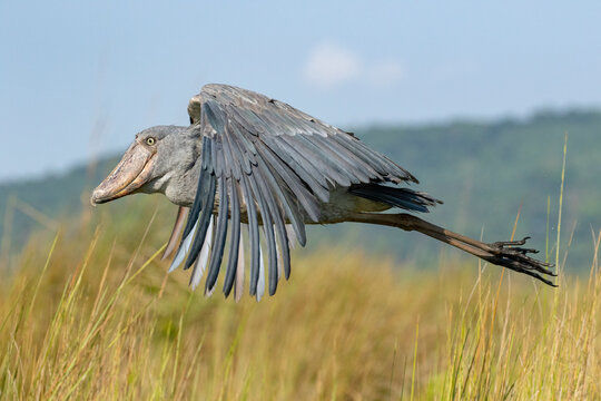 特撮 Shoebill Shoebill at Ueno Zoo, Tokyo, Japan