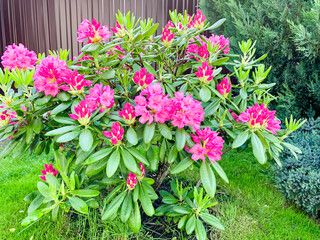 Rhododendron bush blooming with beautiful pink flowers