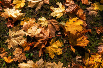 Red and orange autumn maple fallen leaves. Multicolor maple leaves autumn background.