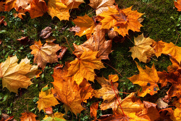 Red and orange autumn maple fallen leaves. Multicolor maple leaves autumn background.