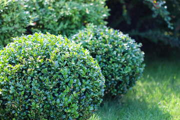 Landscaping of a garden with a bright green lawn and decorative evergreen shaped boxwood (Buxus Sempervirens). Gardening concept. - obrazy, fototapety, plakaty