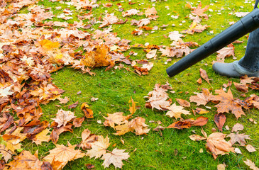 Worker with blower in hand in autumn blowing yellow maple leaves  to clear the green lawn