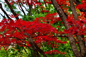 red maple leaves