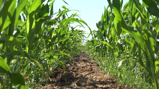 Corn Field, Cultivated Land, Cereals, Maize Harvest, Agriculture Crops, Farming Production