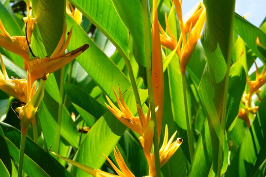 熱帯の黄色い極楽鳥花 Stock Photo Adobe Stock