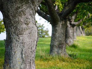 Fototapeta premium Bark of some old cherry trees in Burgenland