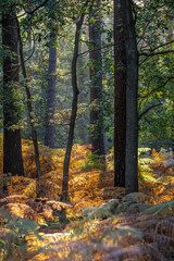 forest tree vertical with colourful with ferns