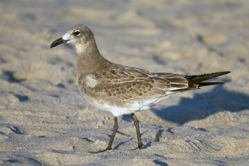 Laughing Gull (Larus atricilla), juvenile on the beach at Cape May, USA. September 2009