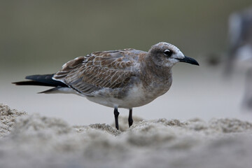 Laughing Gull (Larus atricilla), juvenile moulting into first winter (1w) on the beach at Cape May, USA. September 2009
