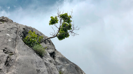 the struggle of the tree to survive and its exemplary position - obrazy, fototapety, plakaty