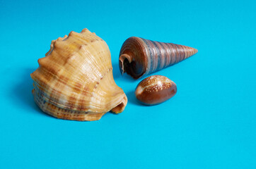 Marine layout. Three seashells on a blue background.