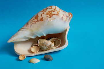 Marine layout. Many small shells lie inside a large white shell on a blue background.