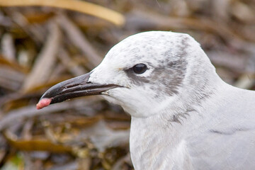 Laughing Gull (Larus atricilla), adult 