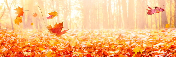 Naklejka na ściany i meble Colorful autumn landscape in city park. Banner