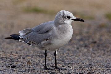 Laughing Gull (Larus atricilla), first winter (1w), (UK rarity), St Mary's, Isles of Scilly, Cornwall, England, UK. November 2005